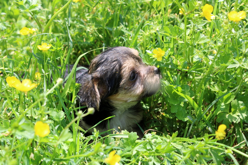 puppy, for, sale, Morkie, Matthew B. Stoltzfus, dog, breeder, Gap, PA, dog-breeder, puppy-for-sale, forsale, nearby, find, puppyfind, locator, puppylocator, aca